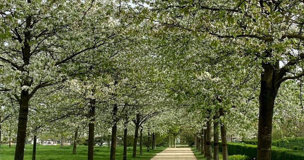 Kirschblüten weiß