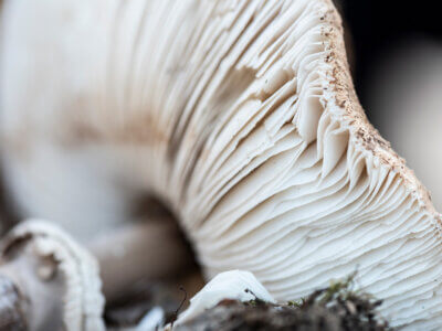 Pilzansicht von unten, weiße Lamellen