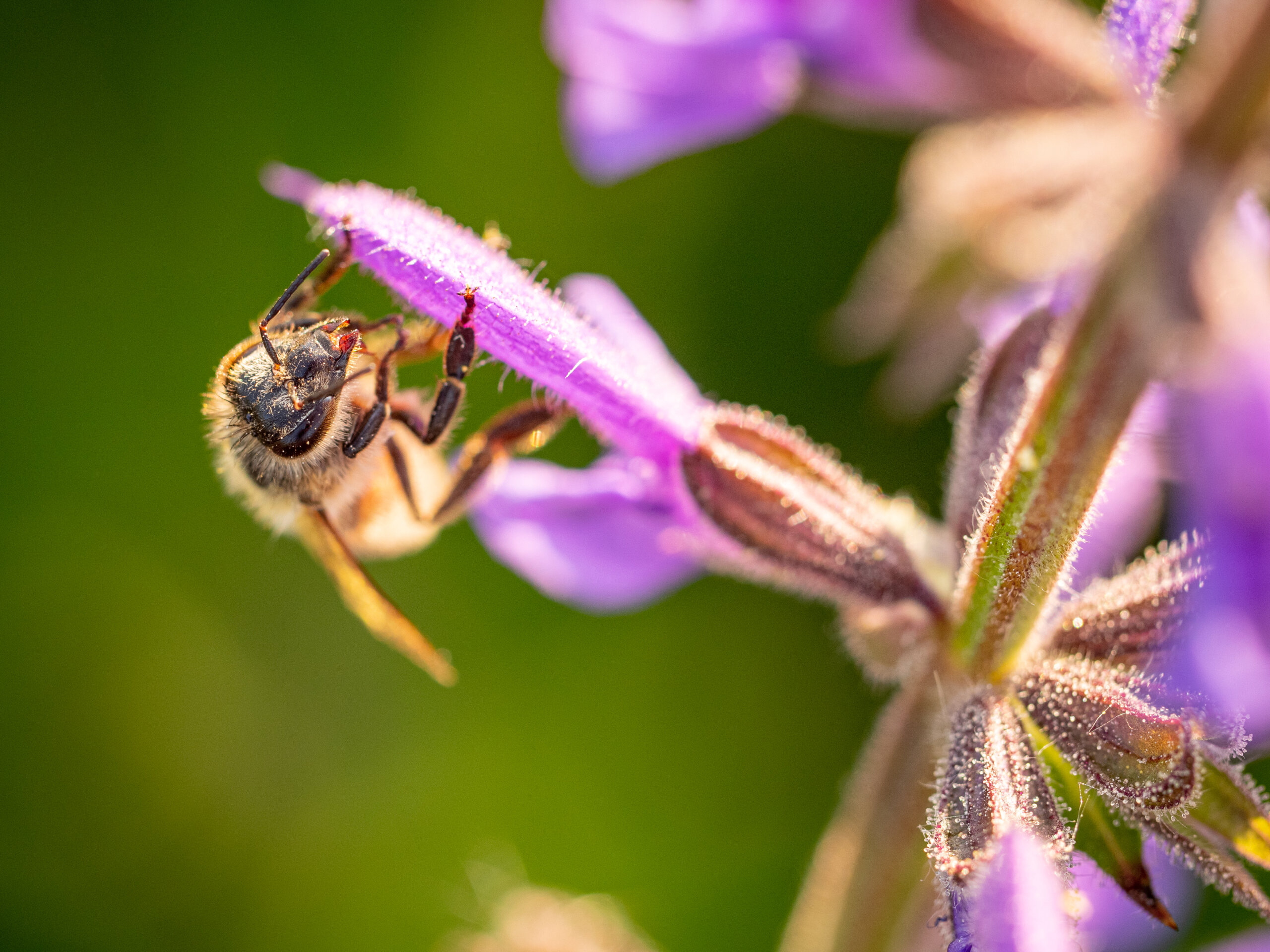 Wildbiene auf Wildkräuterblüte