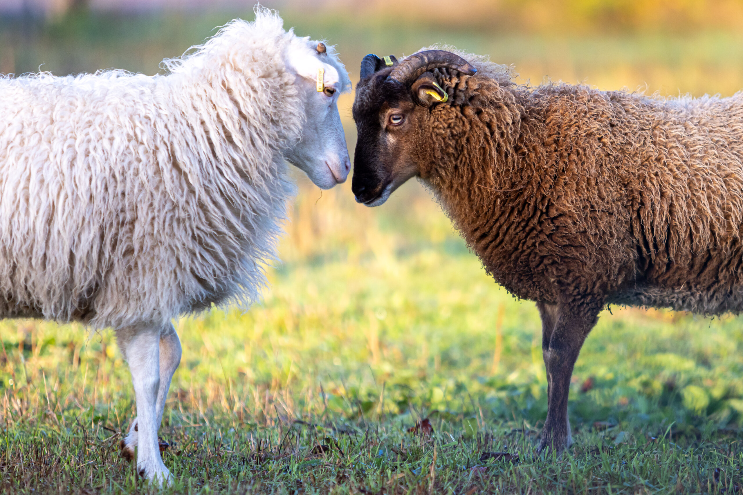 Zwei Shetlandschafe im Volkspark Potsdam, mit heller und brauner Wolle
