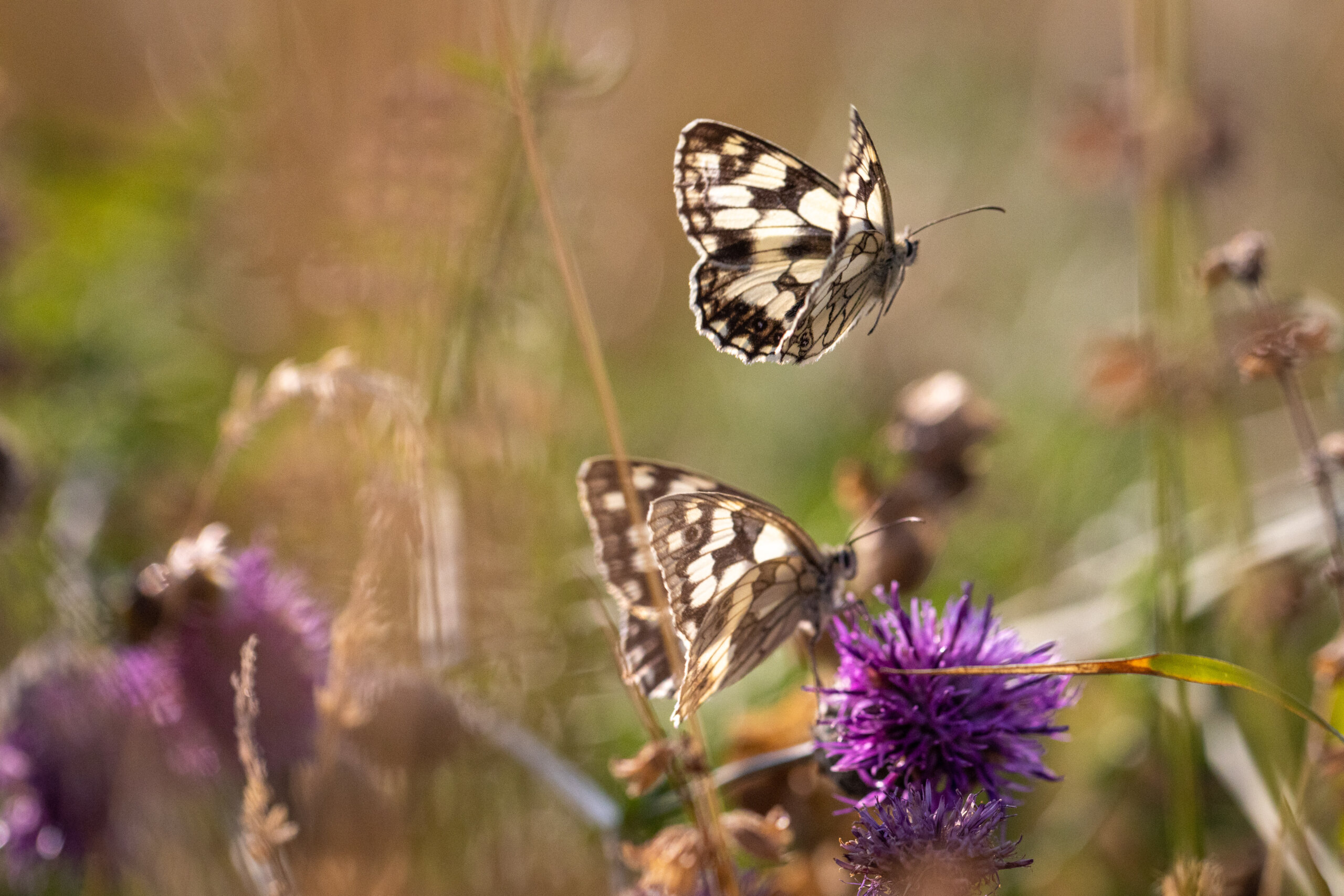 zwei Schmetterlinge auf blühender Wildwiese