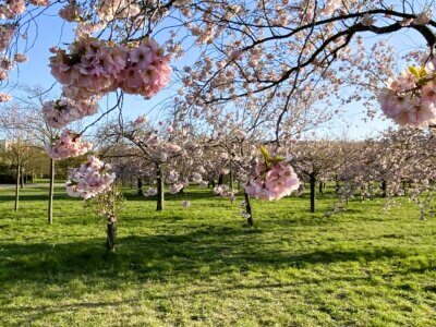 Baumblüte Kleiner Wiesenpark