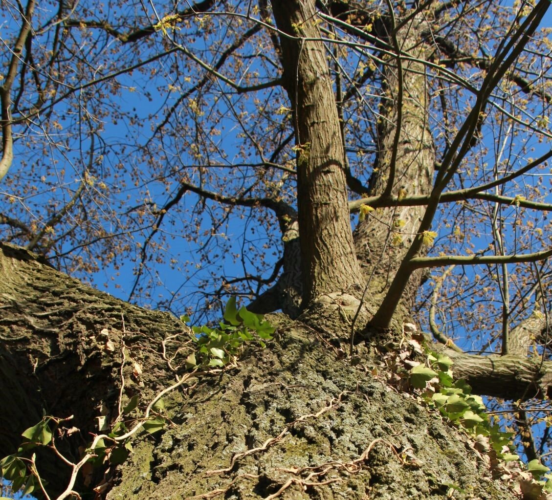 Baum