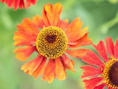Blüte orange, Volkspark Potsdam