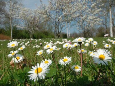 Gänseblümchen im Frühling
