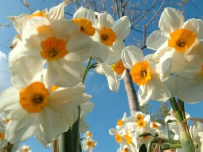 Narzissen vor blauem Himmel