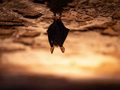 Fledermaus kopfüber hängend