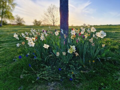 Narzissen und Frühblüher im Volkspark Potsdam