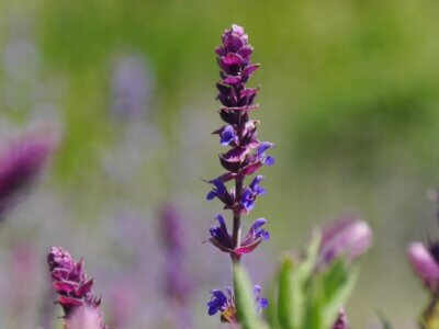 Blumen auf Wiese