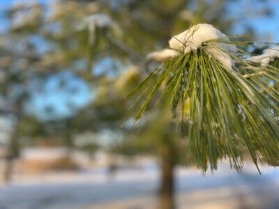 Kiefernzweig mit Schnee