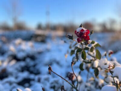 Schneebedeckte Rose im Volkspark Potsdam
