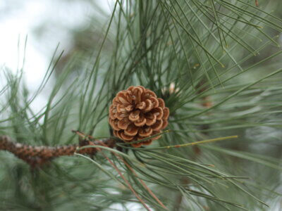 Nadelbaum im Volkspark Potsdam