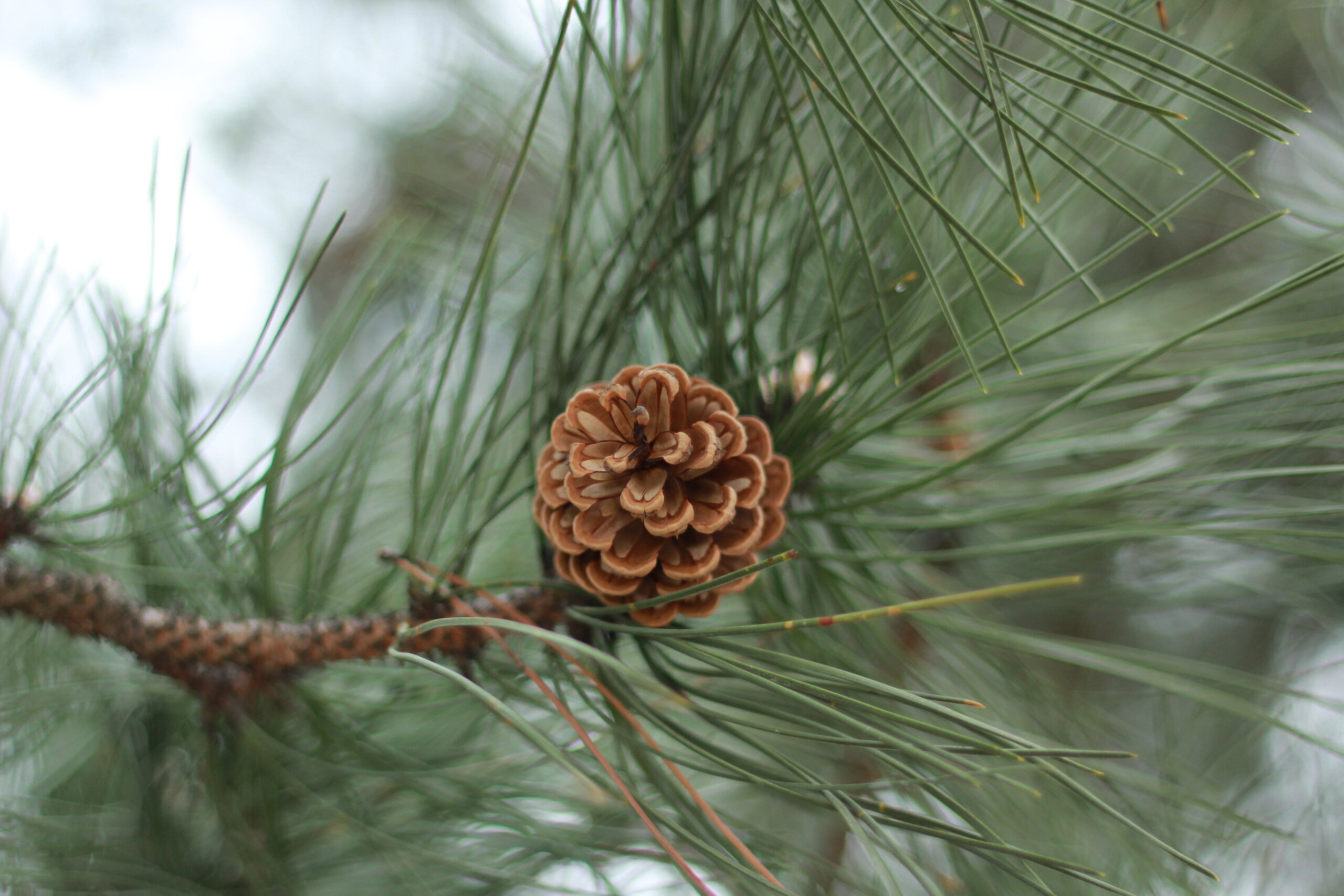 Nadelbaum im Volkspark Potsdam