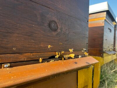 Bienenstand im Volkspark