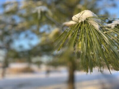 Kiefernzweig mit Schnee