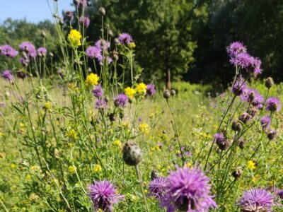 wilde, blühende Wiese