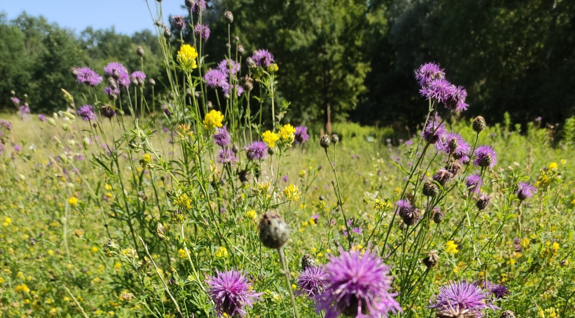 wilde, blühende Wiese