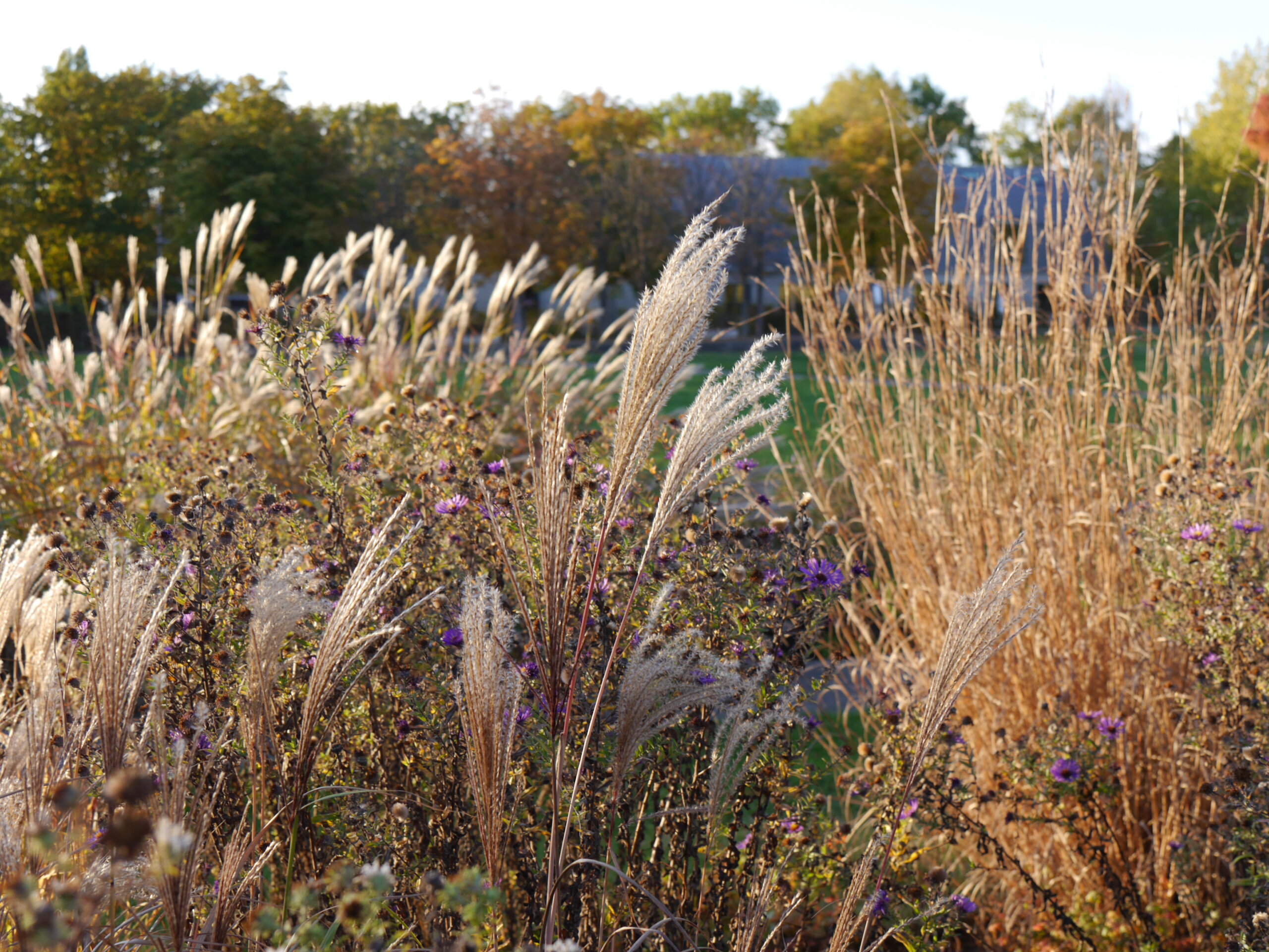 Wilde Wiese im Herbst