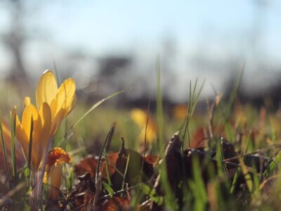 Krokus gelb blühend