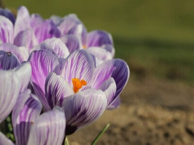Krokusse im Volkspark Potsdam
