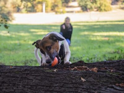Hund mit Ball in der Schnauze im Park