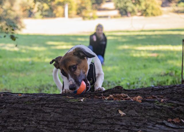 Hund mit Ball in der Schnauze im Park