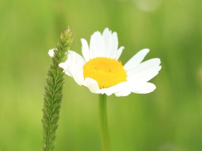 Margeriten im Volkspark Potsdam