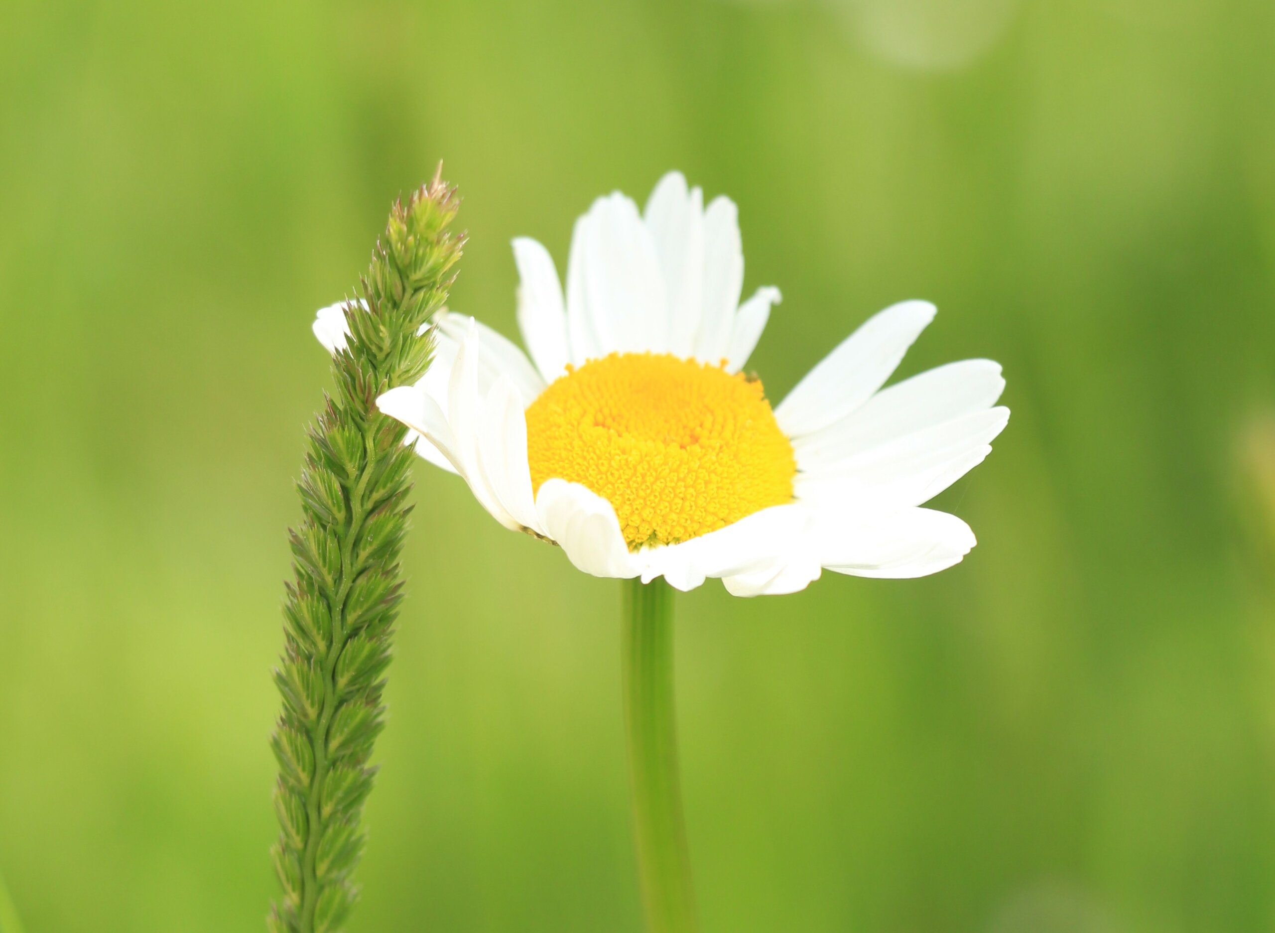 Margeriten im Volkspark Potsdam