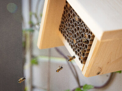 Mauerbienen im Anflug auf Nisthilfe