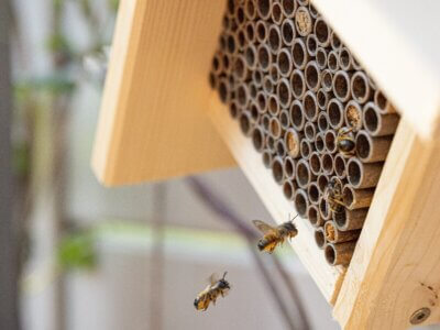 Mauerbienen