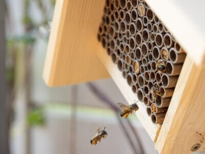 Mauerbienen