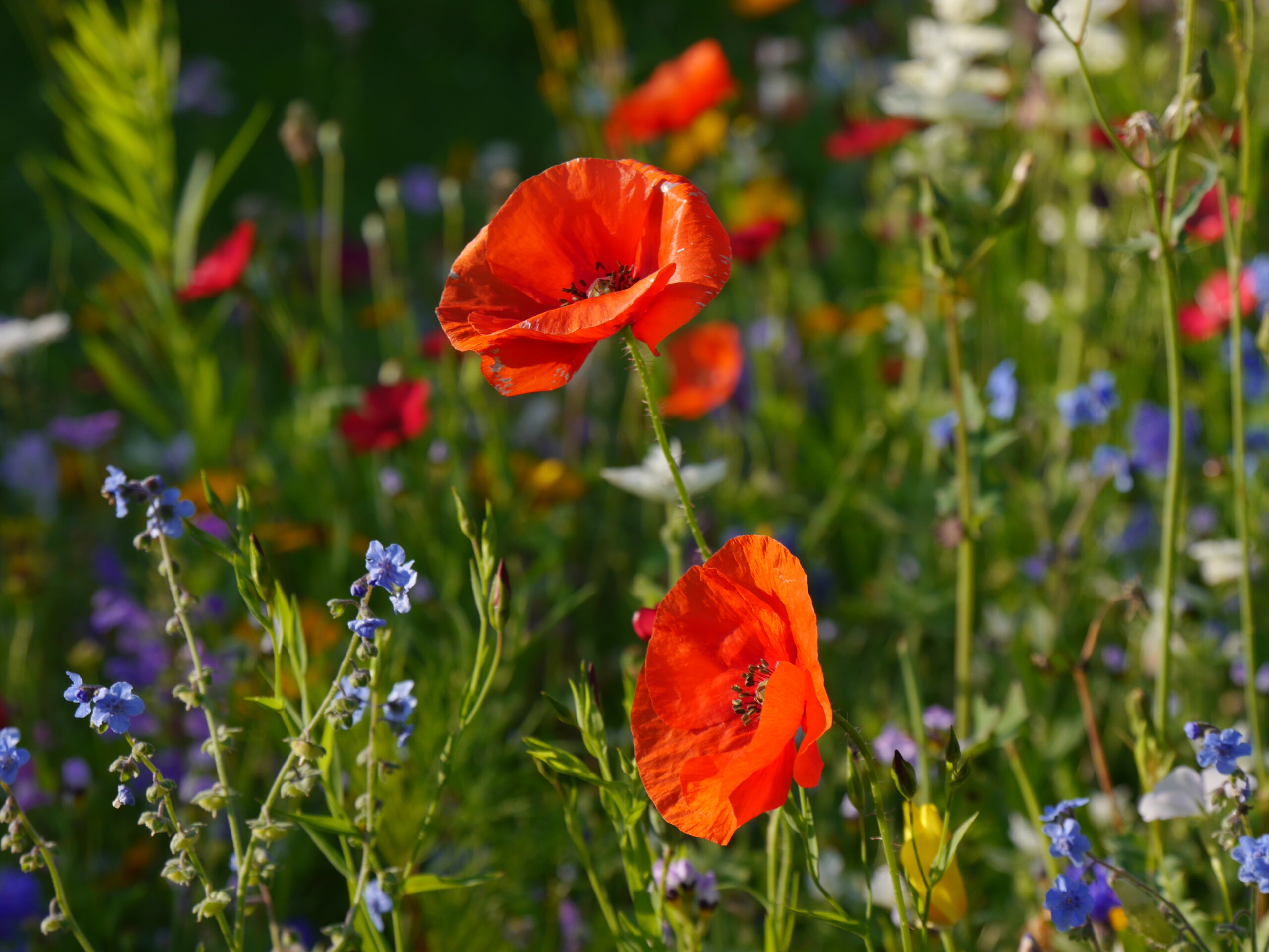 Blumenwiese