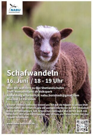 Plakat Schafwandeln