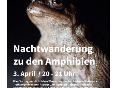 Plakat - Nachtwanderung zu den Amphibien