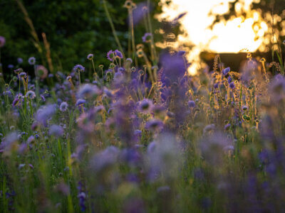 Blühende Wildwiese im Remisenpark, Volkspark Potsdam