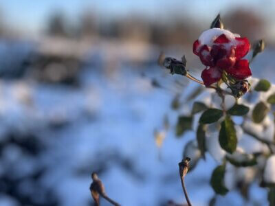 Rose mit Schnee Volkspark Potsdam
