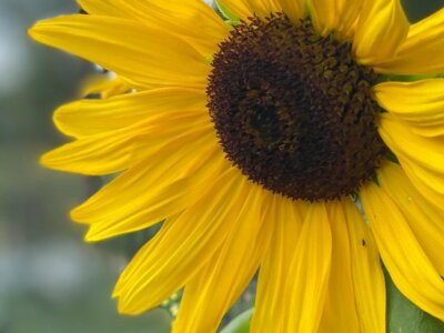 Sonnenblume