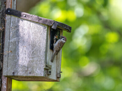 Spatz am Nistkasten