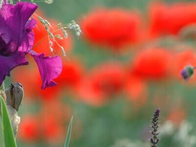 Blumen