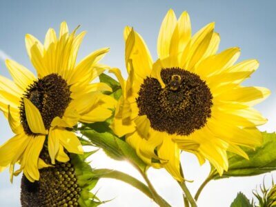 Sonnenblumen
