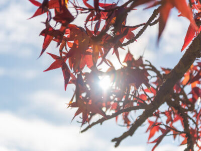 Herbstlaub im Volkspark