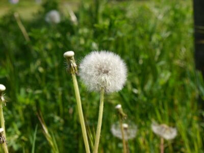 Pusteblume im Mai