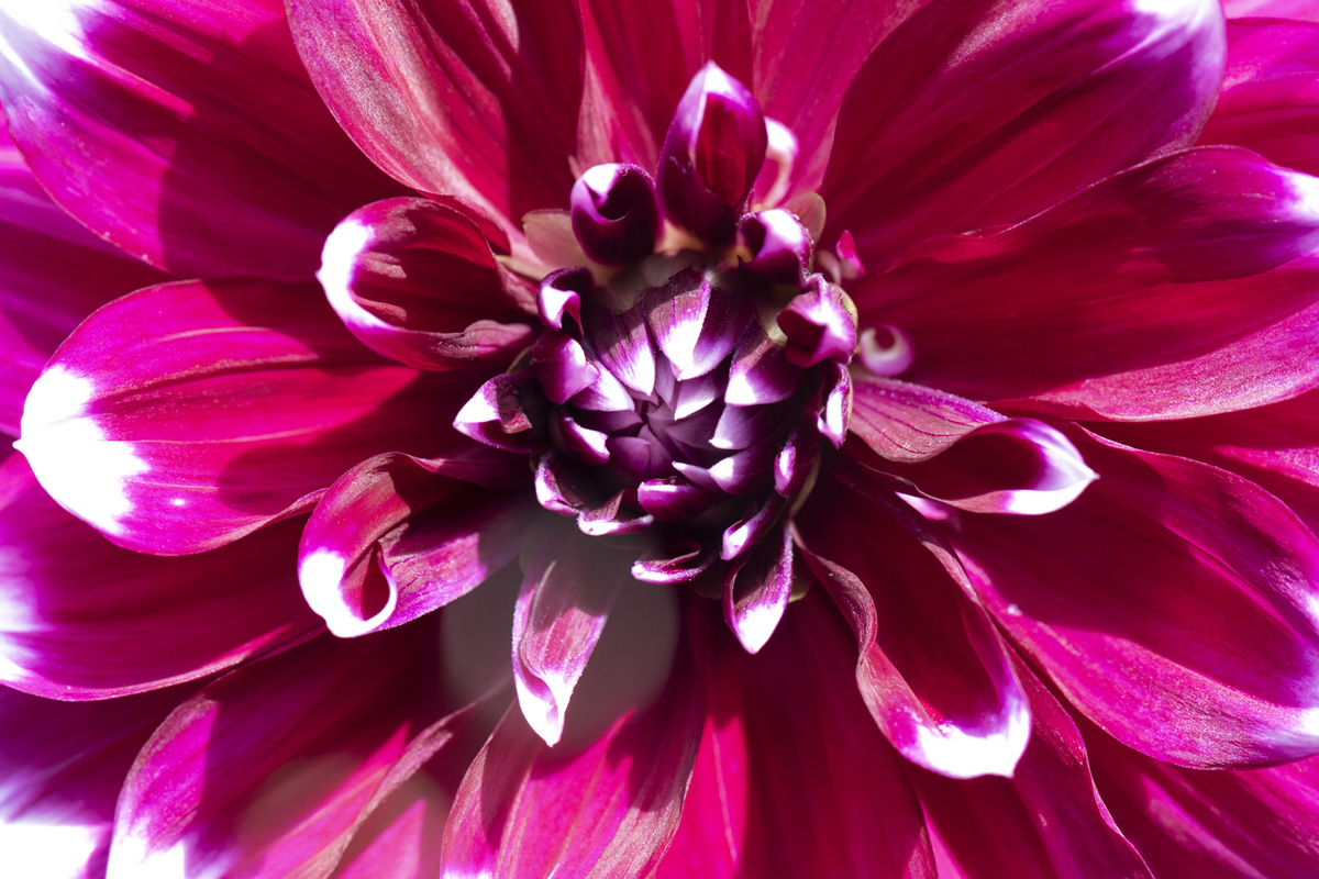 Dahlienblüte