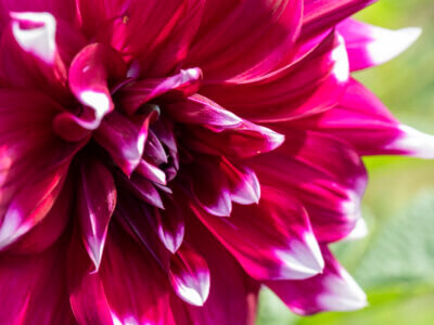 Dahlienblüte