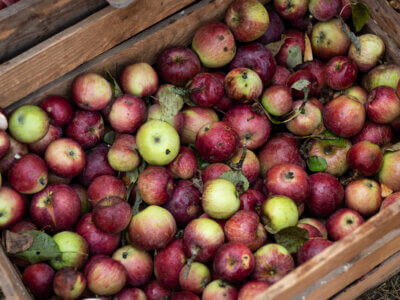 Obstkiste mit heimischen Äpfeln
