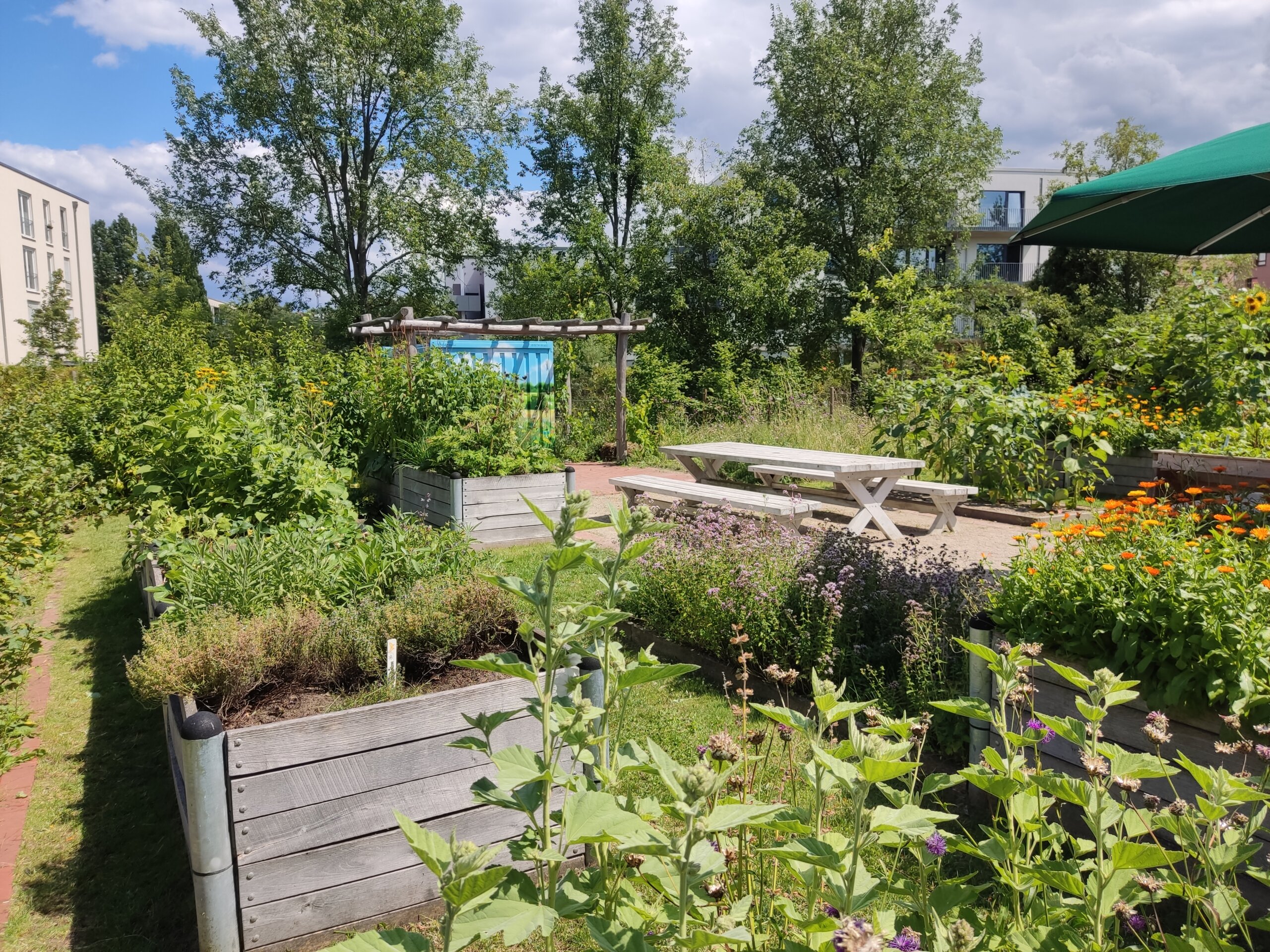 Schulgarten Wilde Möhre