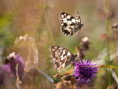 zwei Schmetterlinge auf blühender Wildwiese