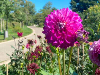 Dahlien im Volkspark Potsdam