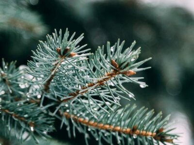 Wasser kondensiert auf Tannenzweigen