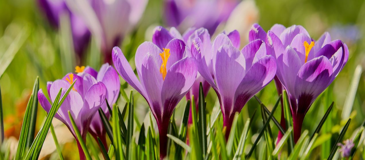 Frühblüher Krokus